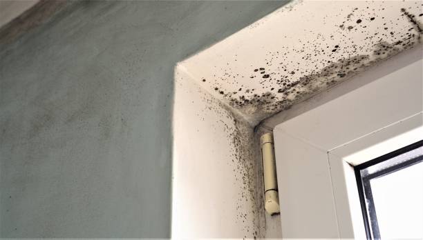 Best Emergency Mold Remediation  in Pegram, TN